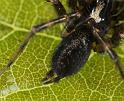 Textrix_denticulata_D8205_Z_88_Bij afgraving_Nederland